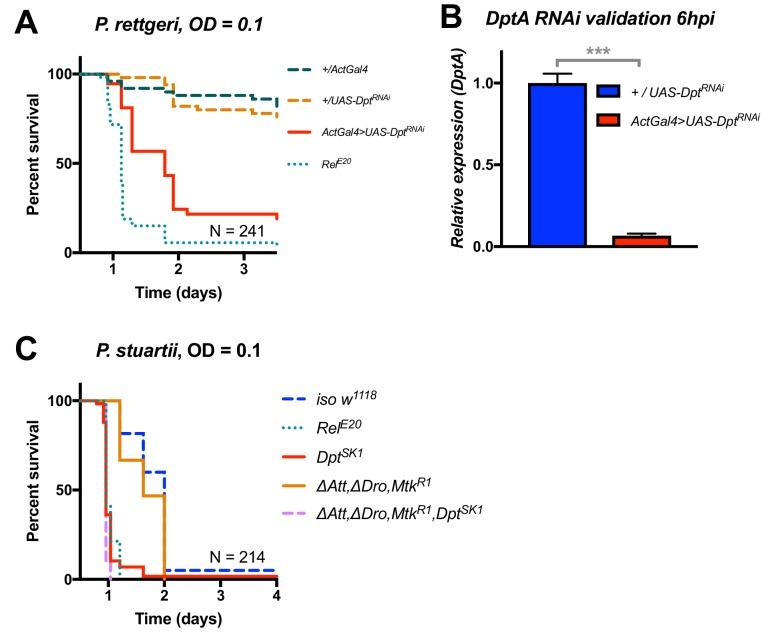 https://cdn.ncbi.nlm.nih.gov/pmc/blobs/0726/6398976/78df6775394b/elife-44341-fig5-figsupp1.jpg