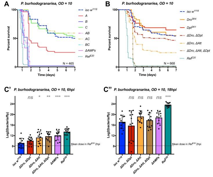 https://cdn.ncbi.nlm.nih.gov/pmc/blobs/0726/6398976/837157f153f9/elife-44341-fig4.jpg