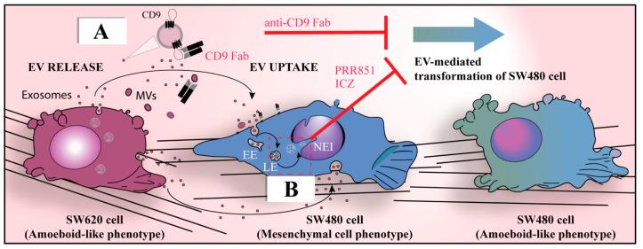 https://cdn.ncbi.nlm.nih.gov/pmc/blobs/072a/10297028/375c7a4b1050/cells-12-01566-g001.jpg