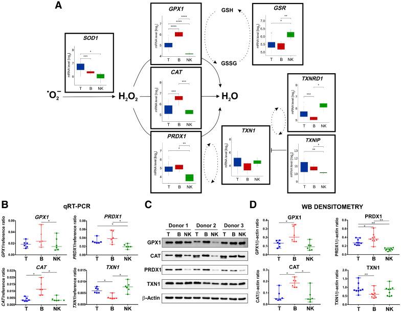 https://cdn.ncbi.nlm.nih.gov/pmc/blobs/0733/9414282/e9762138f41d/228fig4.jpg