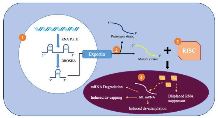 https://cdn.ncbi.nlm.nih.gov/pmc/blobs/0751/7349858/e973a8cd0055/cells-09-01345-g002.jpg