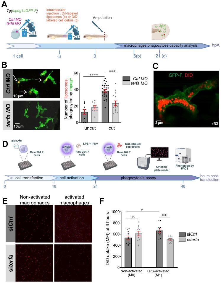 https://cdn.ncbi.nlm.nih.gov/pmc/blobs/0767/12315812/7a0f9388f5fa/thnov15p7308g006.jpg