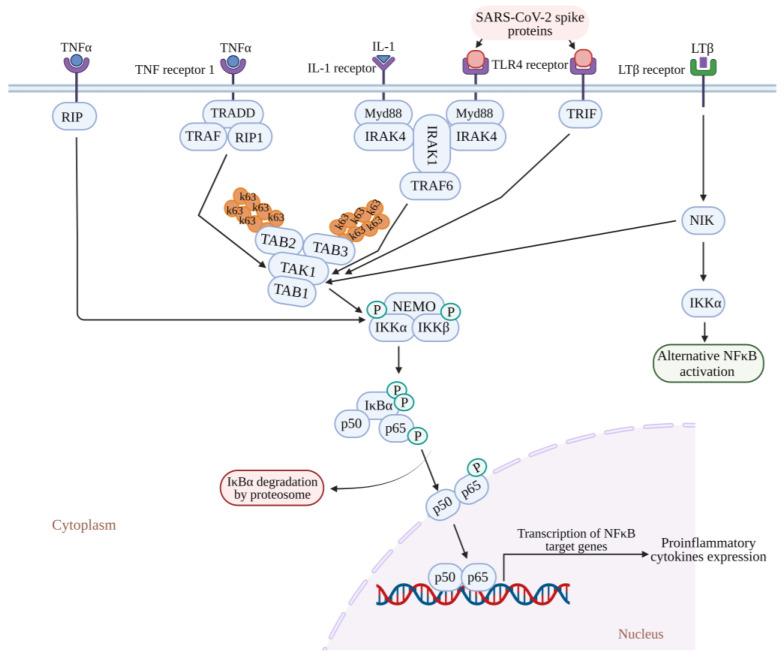https://cdn.ncbi.nlm.nih.gov/pmc/blobs/0772/10892479/896bf1cf88da/pathogens-13-00164-g002.jpg