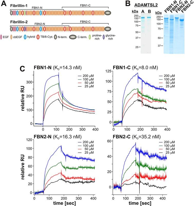 https://cdn.ncbi.nlm.nih.gov/pmc/blobs/0784/4415891/9f2ab55f785b/DMM01704607.jpg