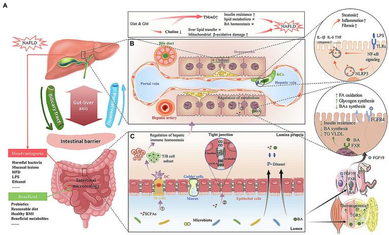 https://cdn.ncbi.nlm.nih.gov/pmc/blobs/0798/8593644/cd555fefadac/fmicb-12-761836-g001.jpg