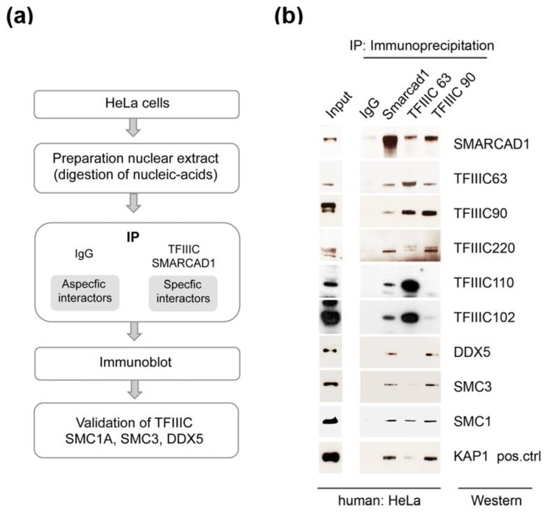 https://cdn.ncbi.nlm.nih.gov/pmc/blobs/07a2/10530723/0d38ef21608c/genes-14-01793-g002.jpg