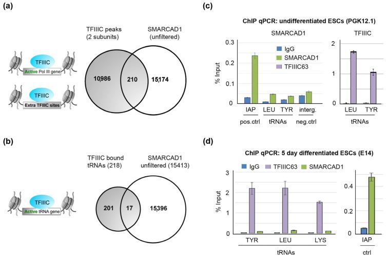 https://cdn.ncbi.nlm.nih.gov/pmc/blobs/07a2/10530723/431a07cae902/genes-14-01793-g007.jpg