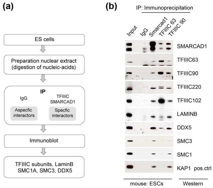 https://cdn.ncbi.nlm.nih.gov/pmc/blobs/07a2/10530723/a00897cdb6cc/genes-14-01793-g004.jpg