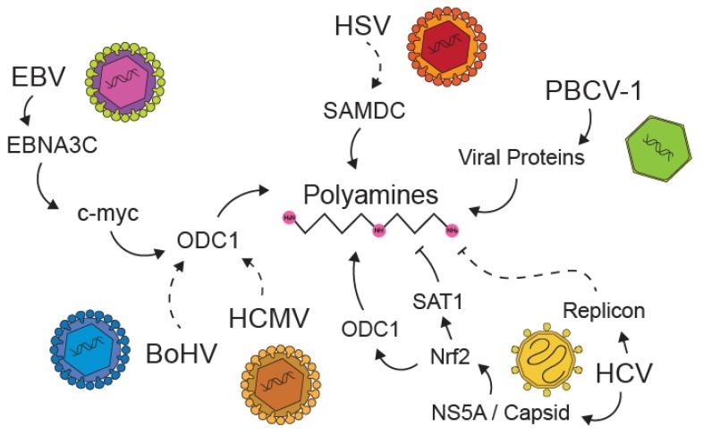 https://cdn.ncbi.nlm.nih.gov/pmc/blobs/07bc/7226272/7eb36bd5a1a3/biomolecules-10-00628-g004.jpg