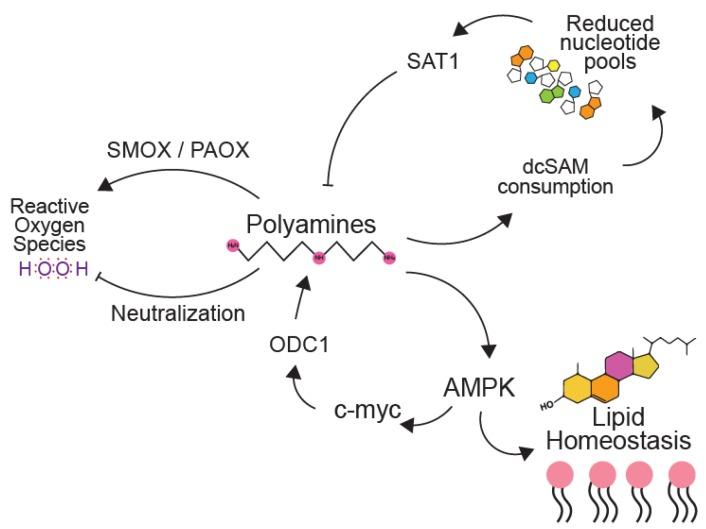 https://cdn.ncbi.nlm.nih.gov/pmc/blobs/07bc/7226272/9a7cacbc9757/biomolecules-10-00628-g005.jpg