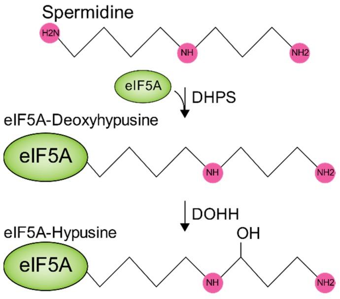 https://cdn.ncbi.nlm.nih.gov/pmc/blobs/07bc/7226272/9f1c80094616/biomolecules-10-00628-g003.jpg