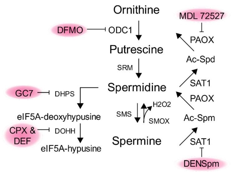 https://cdn.ncbi.nlm.nih.gov/pmc/blobs/07bc/7226272/f862afa4f444/biomolecules-10-00628-g006.jpg
