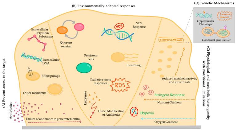 https://cdn.ncbi.nlm.nih.gov/pmc/blobs/07bd/11054384/3cf65da5facb/pathogens-13-00320-g002.jpg