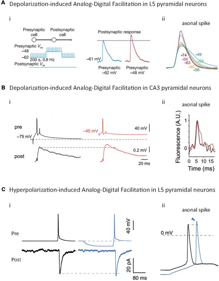 https://cdn.ncbi.nlm.nih.gov/pmc/blobs/07f1/6492051/355e394abe39/fncel-13-00160-g0003.jpg