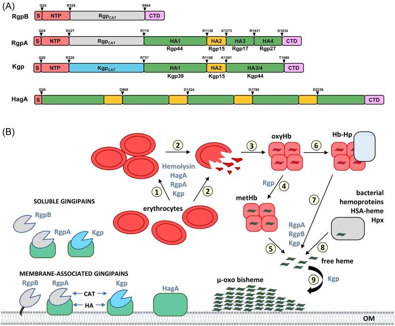 https://cdn.ncbi.nlm.nih.gov/pmc/blobs/07f5/12094164/385ca38bea4a/fuaf019fig5.jpg