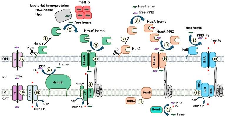 https://cdn.ncbi.nlm.nih.gov/pmc/blobs/07f5/12094164/e85767500d5f/fuaf019fig7.jpg