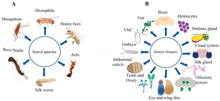 https://cdn.ncbi.nlm.nih.gov/pmc/blobs/07ff/10777908/b58b43521f10/cells-13-00091-g002.jpg