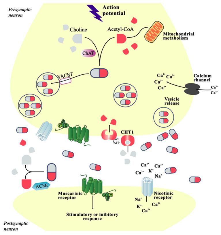 https://cdn.ncbi.nlm.nih.gov/pmc/blobs/084a/8949236/4fe43739b537/molecules-27-01816-g001.jpg