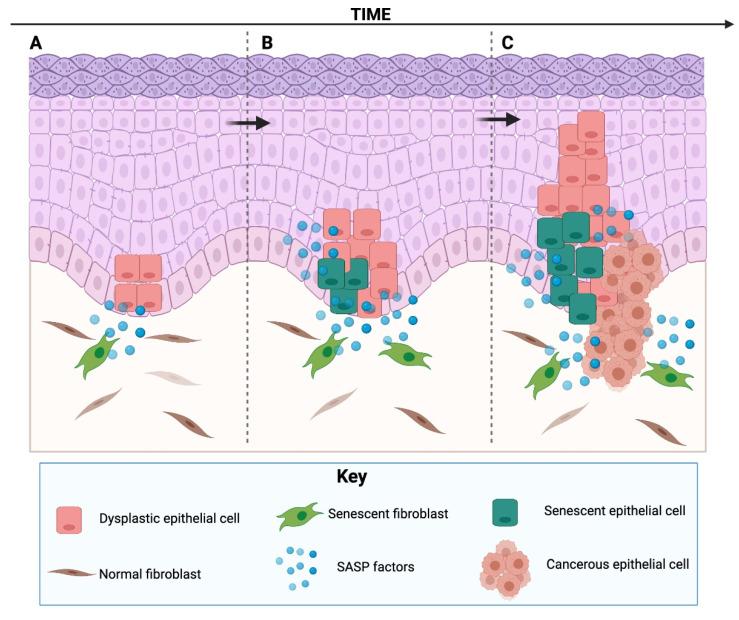 https://cdn.ncbi.nlm.nih.gov/pmc/blobs/0883/8699088/2eb285c301ac/cells-10-03315-g003.jpg