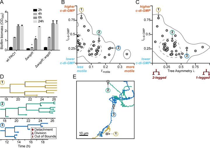 https://cdn.ncbi.nlm.nih.gov/pmc/blobs/088a/6615863/c61146ad7044/elife-45084-fig4.jpg