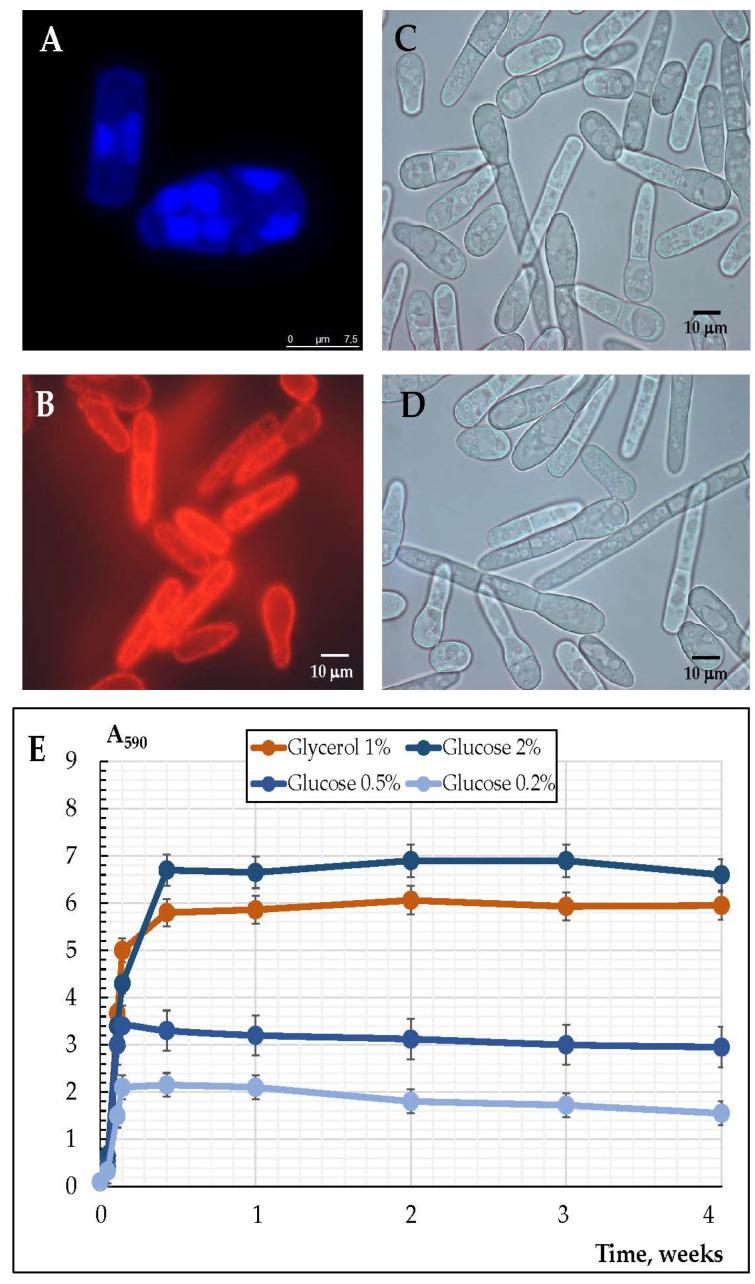 https://cdn.ncbi.nlm.nih.gov/pmc/blobs/088c/9506286/5e59f7d50219/microorganisms-10-01709-g001.jpg