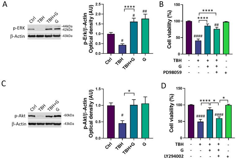 https://cdn.ncbi.nlm.nih.gov/pmc/blobs/08a1/10886616/c4c2d76147fc/cells-13-00355-g004.jpg