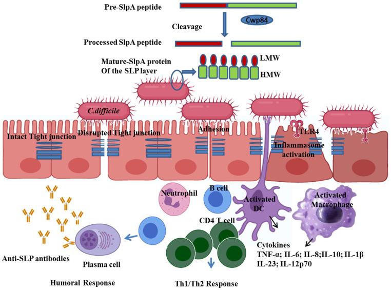 https://cdn.ncbi.nlm.nih.gov/pmc/blobs/08ae/9963625/a5f11d4b65d5/microorganisms-11-00380-g001.jpg