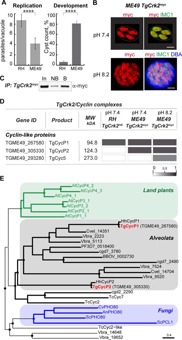 https://cdn.ncbi.nlm.nih.gov/pmc/blobs/095e/9241953/981d95743502/spectrum.00702-22-f001.jpg