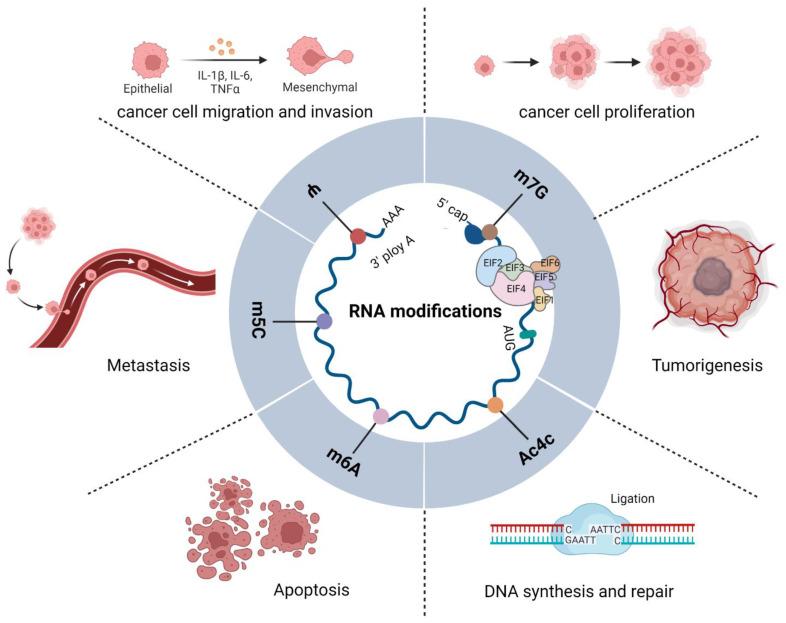 https://cdn.ncbi.nlm.nih.gov/pmc/blobs/0964/9690228/3812a8bf3df6/genes-13-02050-g001.jpg
