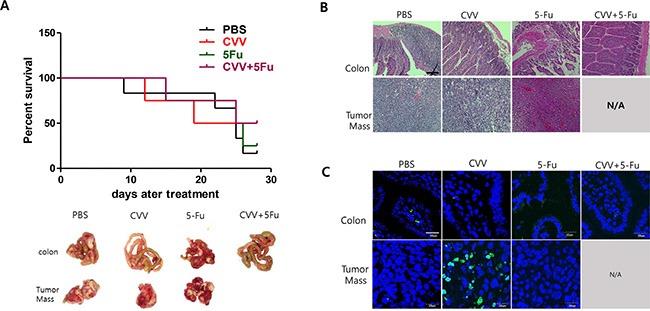 https://cdn.ncbi.nlm.nih.gov/pmc/blobs/0970/4941329/031d436c5dd0/oncotarget-07-16479-g006.jpg