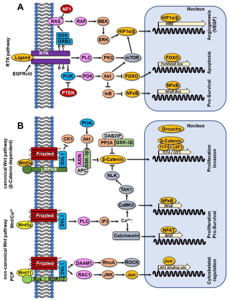 https://cdn.ncbi.nlm.nih.gov/pmc/blobs/0973/9139489/b0dffd170c7e/cancers-14-02416-g003.jpg