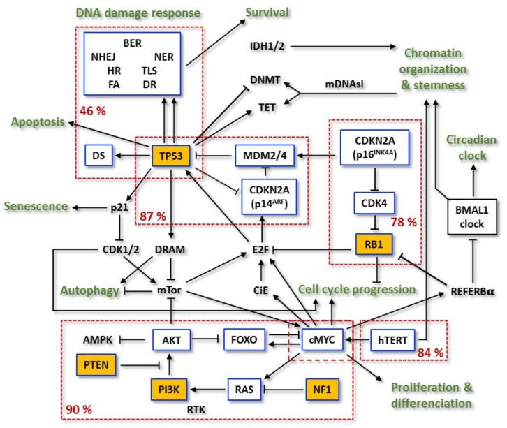 https://cdn.ncbi.nlm.nih.gov/pmc/blobs/0973/9139489/c3b8a755d85f/cancers-14-02416-g002.jpg