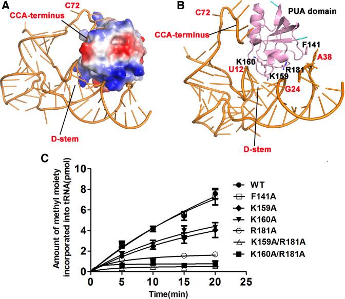 https://cdn.ncbi.nlm.nih.gov/pmc/blobs/09a0/5499824/38d199fec4ea/gkx473fig4.jpg