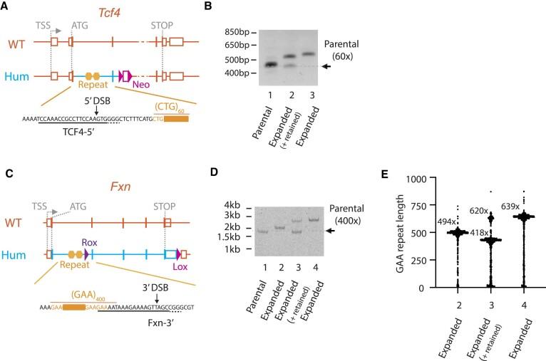 https://cdn.ncbi.nlm.nih.gov/pmc/blobs/09bc/11162798/150e56198061/gkae250fig4.jpg