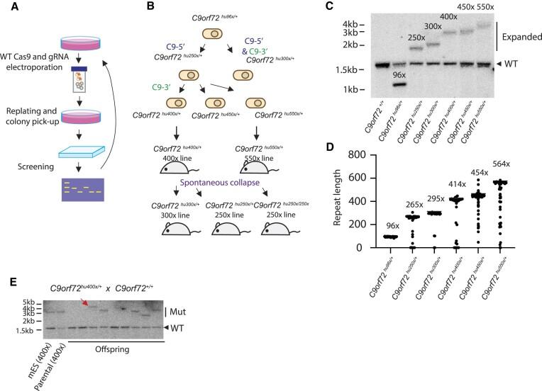 https://cdn.ncbi.nlm.nih.gov/pmc/blobs/09bc/11162798/8e3f1de20a80/gkae250fig8.jpg