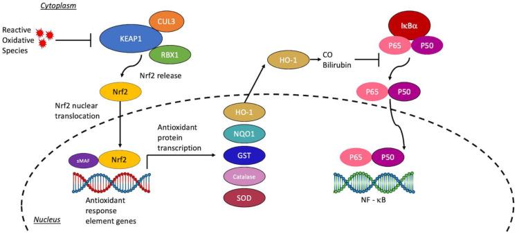 https://cdn.ncbi.nlm.nih.gov/pmc/blobs/09c2/9332234/199d4b188a8f/antioxidants-11-01447-g001.jpg