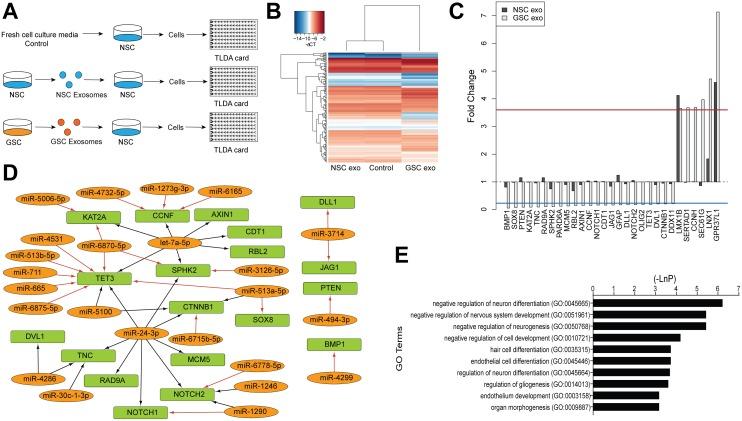 https://cdn.ncbi.nlm.nih.gov/pmc/blobs/09c3/5685739/de6dc41ed283/oncotarget-08-90164-g004.jpg