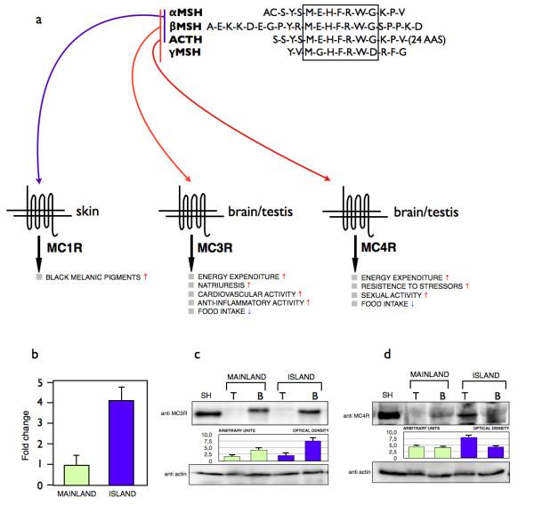 https://cdn.ncbi.nlm.nih.gov/pmc/blobs/09de/2949876/7aebd756ec89/1471-2148-10-289-3.jpg