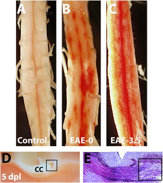 https://cdn.ncbi.nlm.nih.gov/pmc/blobs/09e4/6628798/45cca7cd1939/pnas.1819343116fig07.jpg