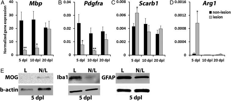 https://cdn.ncbi.nlm.nih.gov/pmc/blobs/09e4/6628798/d64aa6bd362e/pnas.1819343116fig04.jpg