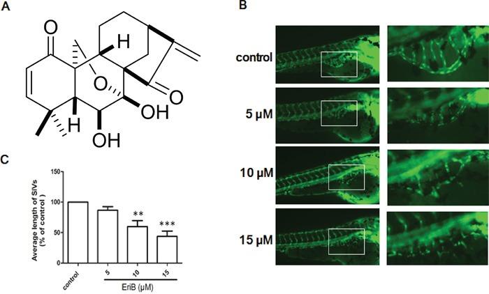 https://cdn.ncbi.nlm.nih.gov/pmc/blobs/0a25/5347735/faf669e6b66f/oncotarget-07-82820-g001.jpg