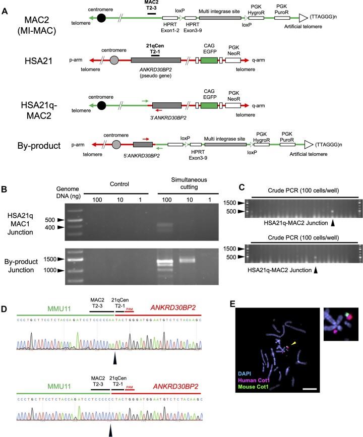 https://cdn.ncbi.nlm.nih.gov/pmc/blobs/0a46/10853801/044c52d65e39/gkad1218fig5.jpg