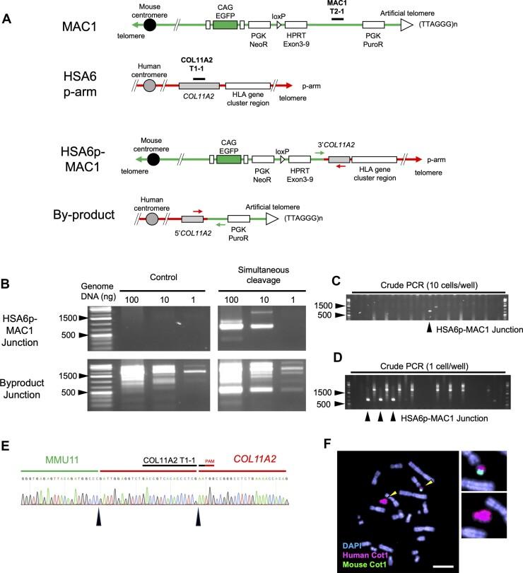 https://cdn.ncbi.nlm.nih.gov/pmc/blobs/0a46/10853801/f1bd2dc9d3f7/gkad1218fig4.jpg