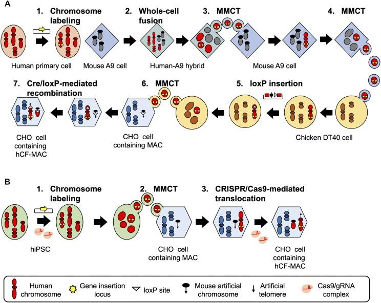 https://cdn.ncbi.nlm.nih.gov/pmc/blobs/0a46/10853801/f2a8817dd849/gkad1218fig1.jpg