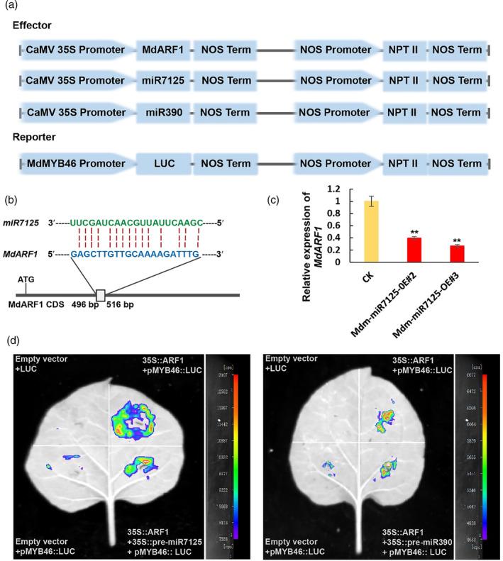 https://cdn.ncbi.nlm.nih.gov/pmc/blobs/0a81/11536455/d5da33847479/PBI-22-2741-g001.jpg