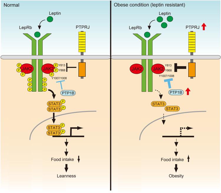 https://cdn.ncbi.nlm.nih.gov/pmc/blobs/0aa4/5599550/ae131488faf5/41598_2017_12070_Fig6_HTML.jpg