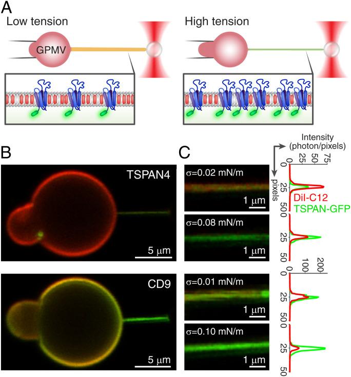 https://cdn.ncbi.nlm.nih.gov/pmc/blobs/0ae3/9618112/efbe390efe39/pnas.2208993119fig02.jpg