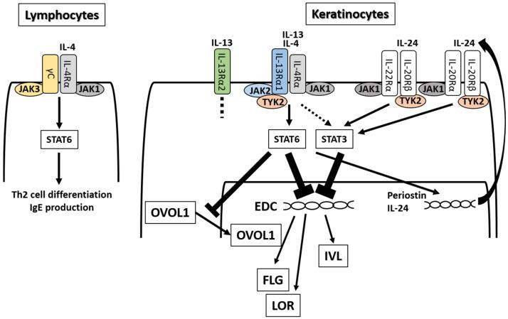 https://cdn.ncbi.nlm.nih.gov/pmc/blobs/0b03/7432778/9dd338f5d9d0/ijms-21-05382-g003.jpg