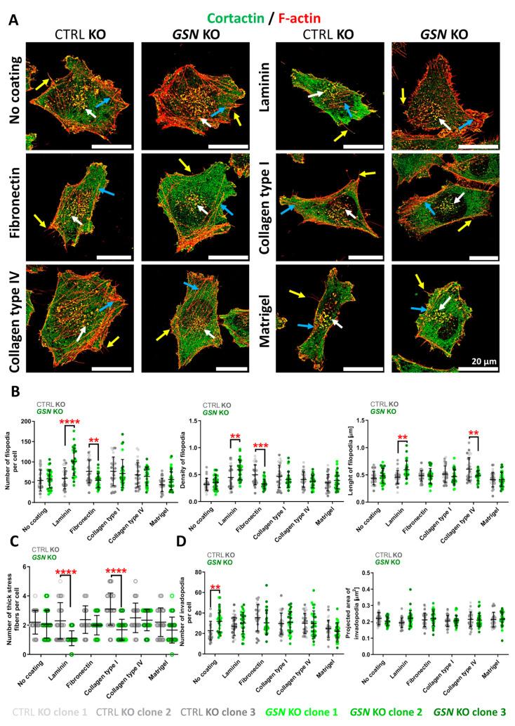 https://cdn.ncbi.nlm.nih.gov/pmc/blobs/0b3f/8394273/fd83a03397ae/cells-10-01848-g007.jpg