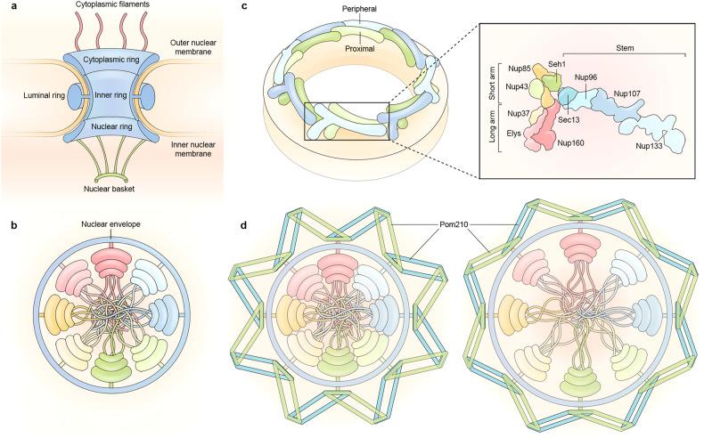 https://cdn.ncbi.nlm.nih.gov/pmc/blobs/0b58/10636164/0f632c0cb4b9/41392_2023_1649_Fig2_HTML.jpg